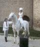 cavallerizza bianca
